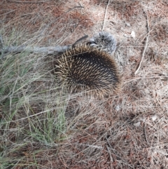 Tachyglossus aculeatus (Short-beaked Echidna) at Chisholm, ACT - 28 Oct 2021 by MB