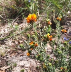 Pultenaea procumbens (Bush Pea) at Tuggeranong Pines - 28 Oct 2021 by MB