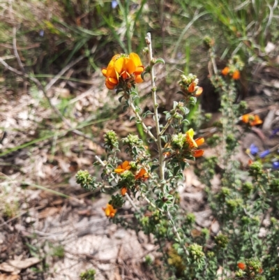 Pultenaea procumbens (Bush Pea) at Chisholm, ACT - 28 Oct 2021 by MB