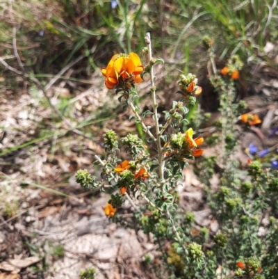 Pultenaea procumbens (Bush Pea) at Tuggeranong Pines - 28 Oct 2021 by MB