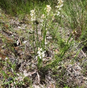 Stackhousia monogyna at Chisholm, ACT - 28 Oct 2021