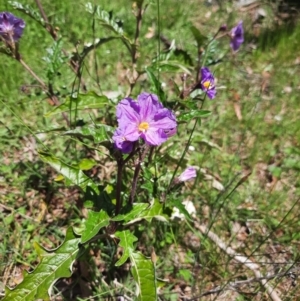 Solanum cinereum at Chisholm, ACT - 28 Oct 2021