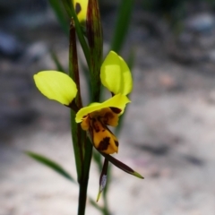 Diuris sulphurea (Tiger orchid) at Tuggeranong Pines - 28 Oct 2021 by MB