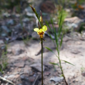 Diuris sulphurea at Chisholm, ACT - 28 Oct 2021