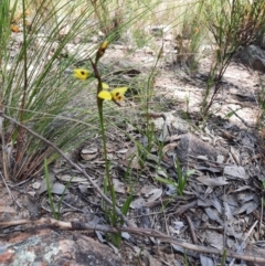 Diuris sulphurea at Chisholm, ACT - 28 Oct 2021