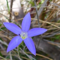Wahlenbergia sp. (Bluebell) at Melrose - 28 Oct 2021 by MB