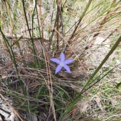 Wahlenbergia sp. at Chisholm, ACT - 28 Oct 2021