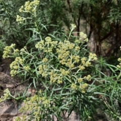 Cassinia longifolia (Shiny Cassinia, Cauliflower Bush) at Tuggeranong Pines - 28 Oct 2021 by MB