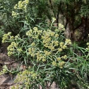 Cassinia longifolia at Chisholm, ACT - 28 Oct 2021