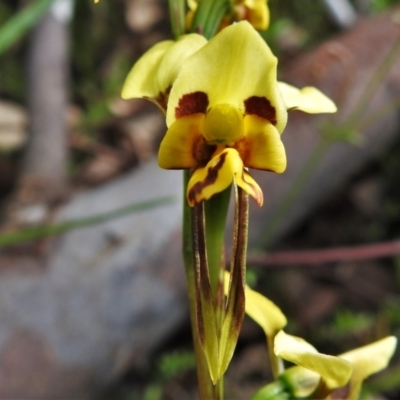 Diuris sulphurea (Tiger Orchid) at Lower Cotter Catchment - 27 Oct 2021 by JohnBundock