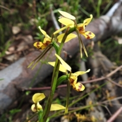 Diuris sulphurea at Coree, ACT - 28 Oct 2021