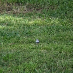 Stizoptera bichenovii (Double-barred Finch) at Splitters Creek, NSW - 27 Oct 2021 by Darcy