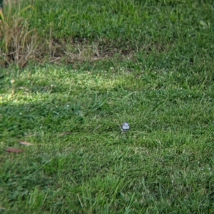 Stizoptera bichenovii at Splitters Creek, NSW - suppressed