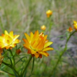 Xerochrysum viscosum at Chisholm, ACT - 28 Oct 2021 12:19 PM