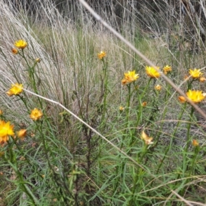 Xerochrysum viscosum at Chisholm, ACT - 28 Oct 2021 12:19 PM