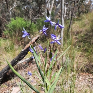 Stypandra glauca at Chisholm, ACT - 28 Oct 2021