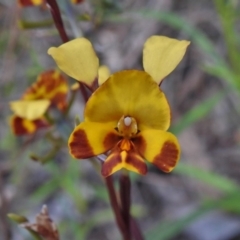Diuris semilunulata (Late Leopard Orchid) at Coree, ACT - 28 Oct 2021 by JohnBundock