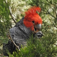 Callocephalon fimbriatum (Gang-gang Cockatoo) at Coree, ACT - 28 Oct 2021 by JohnBundock