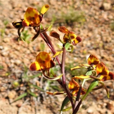 Diuris semilunulata (Late Leopard Orchid) at Lower Cotter Catchment - 27 Oct 2021 by JohnBundock