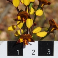 Diuris semilunulata at Coree, ACT - 28 Oct 2021