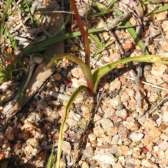 Diuris semilunulata at Coree, ACT - 28 Oct 2021