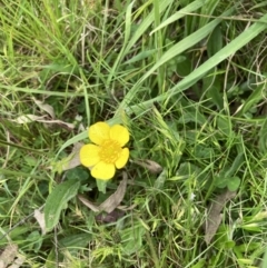 Ranunculus sp. (Buttercup) at Mulligans Flat - 27 Oct 2021 by Jenny54