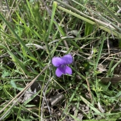 Viola sp. (Violet) at Throsby, ACT - 28 Oct 2021 by Jenny54