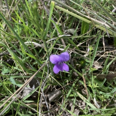 Viola sp. (Violet) at Throsby, ACT - 27 Oct 2021 by Jenny54