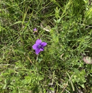 Viola sp. at Throsby, ACT - 28 Oct 2021