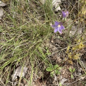 Thelymitra sp. at Throsby, ACT - suppressed