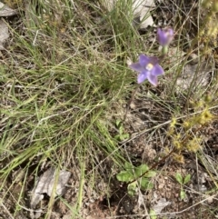 Thelymitra sp. (A sun orchid) at Mulligans Flat - 27 Oct 2021 by Jenny54
