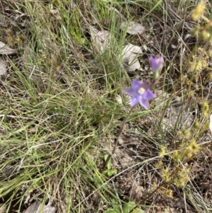 Thelymitra sp. at Throsby, ACT - 28 Oct 2021