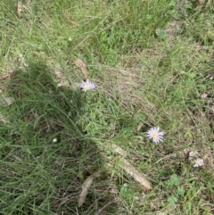 Unverified Daisy at Forde, ACT - 28 Oct 2021 by Jenny54