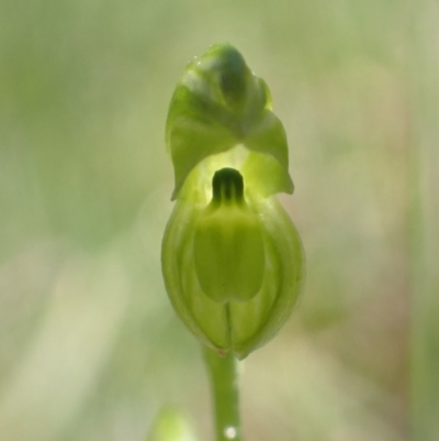 Hymenochilus muticus (Midget Greenhood) at Tidbinbilla Nature Reserve - 27 Oct 2021 by AnneG1