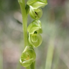 Hymenochilus muticus at Paddys River, ACT - 27 Oct 2021