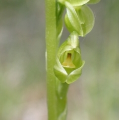 Hymenochilus muticus at Paddys River, ACT - 27 Oct 2021