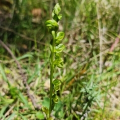 Hymenochilus muticus at Paddys River, ACT - 27 Oct 2021