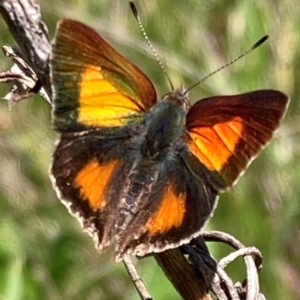 Paralucia aurifera at Paddys River, ACT - 27 Oct 2021