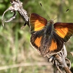 Paralucia aurifera at Paddys River, ACT - 27 Oct 2021