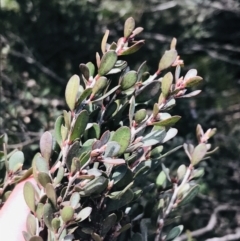 Leptospermum micromyrtus at Rendezvous Creek, ACT - 24 Oct 2021