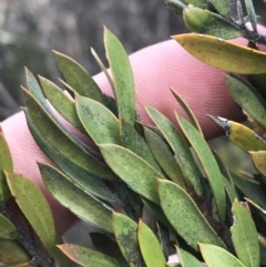 Leptospermum grandifolium (Woolly Teatree, Mountain Tea-tree) at Namadgi National Park - 24 Oct 2021 by Tapirlord