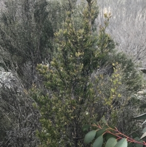 Leptospermum grandifolium at Rendezvous Creek, ACT - 24 Oct 2021 01:32 PM