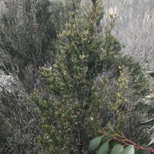 Leptospermum grandifolium at Rendezvous Creek, ACT - 24 Oct 2021