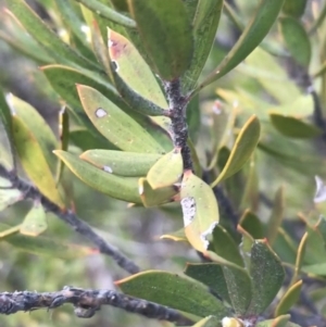 Leptospermum grandifolium at Rendezvous Creek, ACT - 24 Oct 2021 01:32 PM