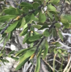 Leptospermum grandifolium at Rendezvous Creek, ACT - 24 Oct 2021