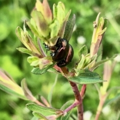 Chrysolina quadrigemina (Greater St Johns Wort beetle) at Aranda Bushland - 27 Oct 2021 by KMcCue