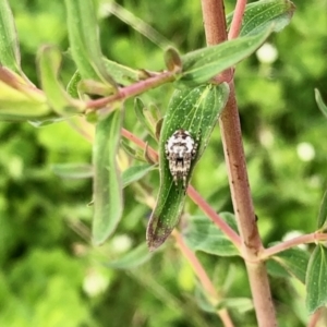 Araneinae (subfamily) at Molonglo Valley, ACT - 28 Oct 2021