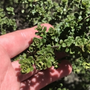 Prostanthera cuneata at Rendezvous Creek, ACT - 24 Oct 2021 01:49 PM