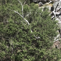 Prostanthera cuneata at Rendezvous Creek, ACT - 24 Oct 2021
