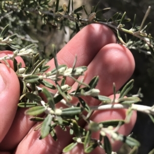 Ozothamnus secundiflorus at Mount Clear, ACT - 24 Oct 2021